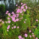 봉숭아물 물들이다 이미지