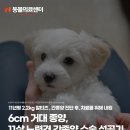 강북24시 N동물의료센터 | 6cm 거대 종양, 11살 강아지 간종양 수술 성공기, 노원강북동물병원, N동물의료센터 노원점