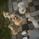한울공영 | 배곧 한울공원 반려견놀이터 후기, 초소형견도 놀기좋은 시흥 강아지 운동장