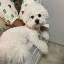 강아지 피부연고, 습진 연고 추천, 자연하이내처 다라크림 후기