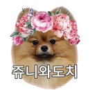 굿독(Good Dog) 이미지