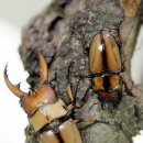 점박이 농장 이미지