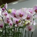 둔산중로-41 이미지