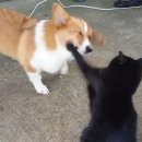 강아지와고양이 이미지