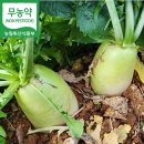 RE:친사모 설 명절 장터ㅡ [무농약] 단단해서 맛있는 겨울천수무 (동치미무) 이미지