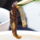 샬롬 중화요리 이미지