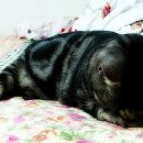 포차어게인 이미지