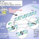 세계 최초 유전자 편집 인간 계획 이미지