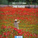 가평 자라섬 남도 꽃정원 꽃페스타 음료 6월여행지