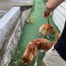 루트 231 네이버블로그