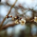 부산 장군산-암남공원.. 복수초, 매화 보러... 이미지