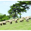 유일목장 이미지