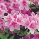 푸른동산어린이공원 이미지