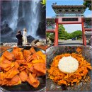 서귀포용이식당제주시청점 | 제주 서귀포 정방폭포·서복공원 산책 후 노 바가지 착한가격 업소 현지인 두루치기 맛집/용이식당