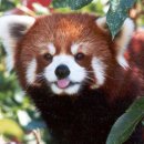 레드팬더 이미지