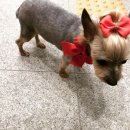 DOG ENT. 도그이엔티 | DOG ENT