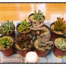 광영 농장 이미지