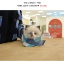 온천장고양이 이미지