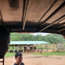[태국]치앙마이코끼리보호소/치앙마이생츄어리/elephhnt jungle sanctuary camp