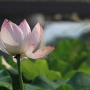 연꽃이야기