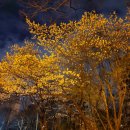 세종로약국 이미지