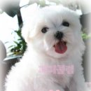 퍼피클럽 이미지