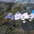 하남오징어물회 이미지