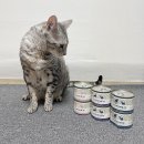 란디 | 고양이 습식캔 주식캔 질란디아캔 급여후기