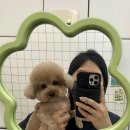 도기그루밍 이미지