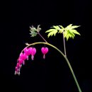 봄을담다 이미지