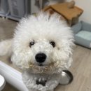 193 | 강아지 뛰뛰 천국🐶 인천 애견운동장 ‘하비파크’ 방문 후기
