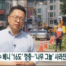 '폭염 막는 그늘' 싹둑 잘려나간 가로수들 이미지