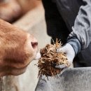 횡성한우 이미지