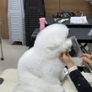 김포에이스애견미용학원 직장인 야간반 후기
