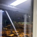 코타강쥐 이미지