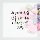 영등포 동물병원 | 창밖을 보며 우는 고양이, 영등포구동물병원에서 답을 찾아요