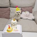 댕댕대학 간식학과 | 🐾 댕댕대학 간식학과에서 반려동물 사랑을 더하다! 🐶