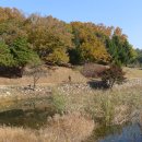 현충원 산책길 이미지