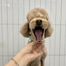 첨단사랑동물병원 이미지