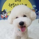 mm애견공방 이미지