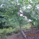 연흥농장 이미지