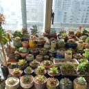 다육세상 이미지