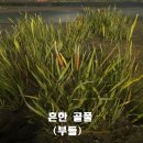 에버그린약국 | [해외번역] 레데리2_온라인 필드 &#39;약초&#39; 및 &#39;허브&#39; / &#39;허브 업적&#39; 문서 번역집(사진+정보)