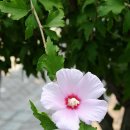 화성무궁화 이미지