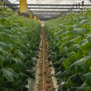 순지농장 이미지