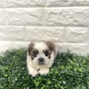 신촌농장 | 신촌강아지무료분양 시츄