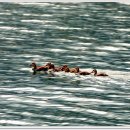 김동범 카카오 검색결과