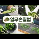 어린 열무김치 만드는법 열무겉절이 양념 만들기 식감 좋고 맛이 기막힌 가을열무김치 이미지