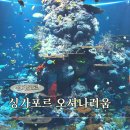 싱가포르 오셔너리움 (SEA 아쿠아리움) 입장권 할인, 가는법, 주요 볼거리 소개