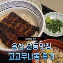 울산 달동 장어맛집 고고우나동 가성비 저녁 밥집 장어덮밥, 카레규동 솔직후기